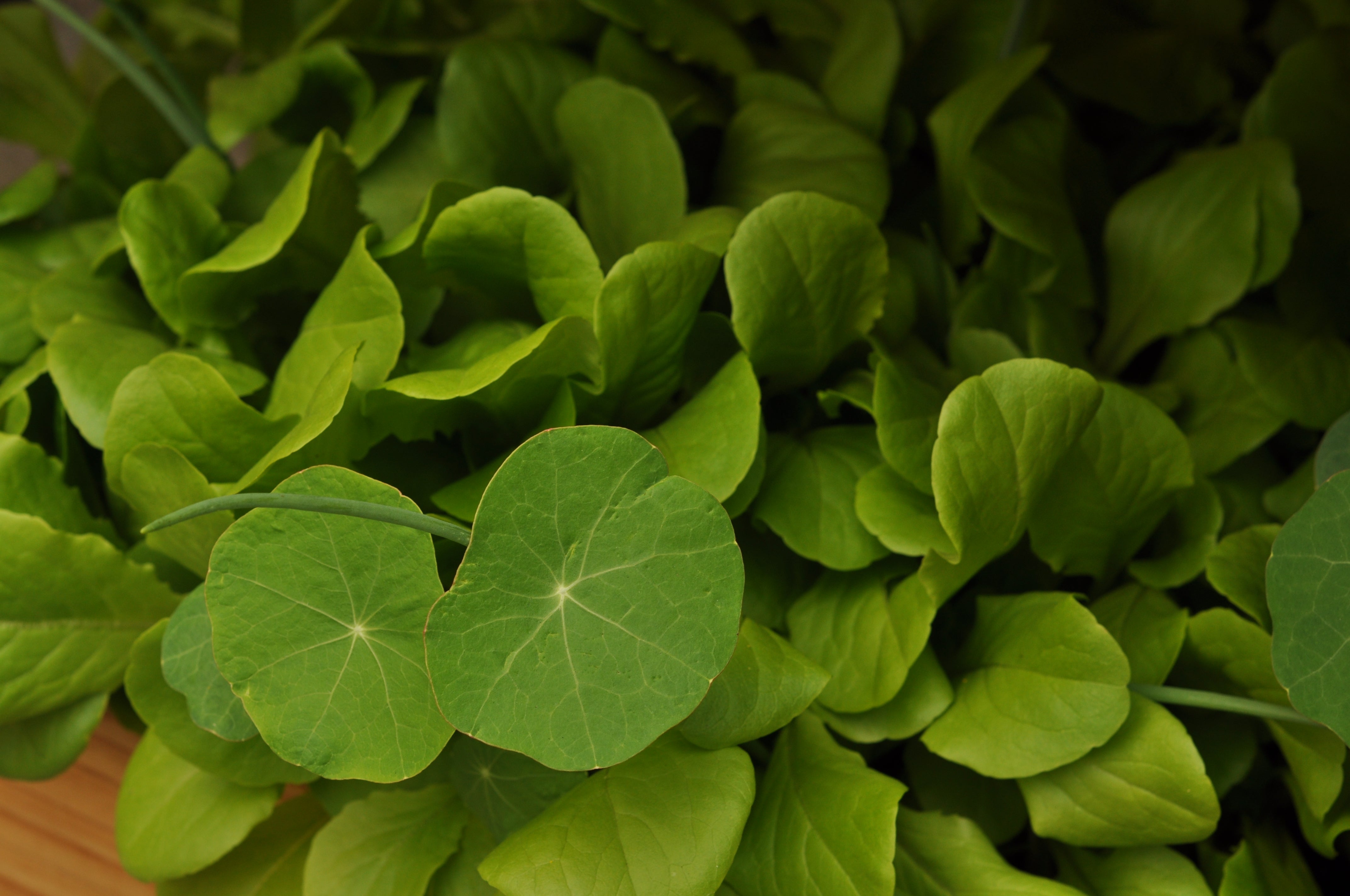 how to garden on a budget using kitchen scraps