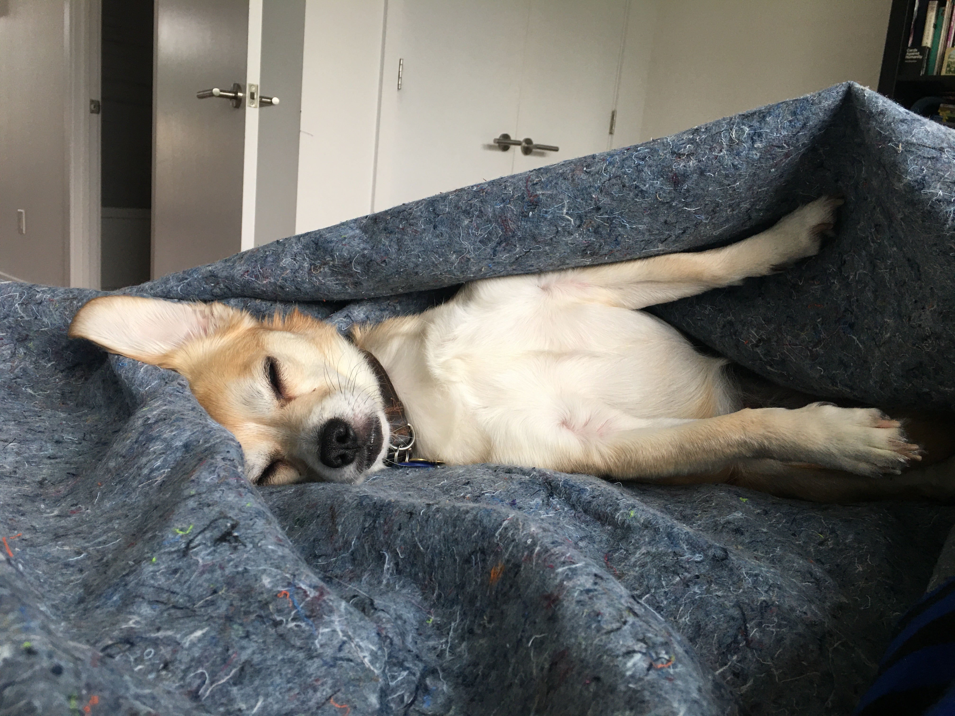 How to Move Cross Country in a Pandemic