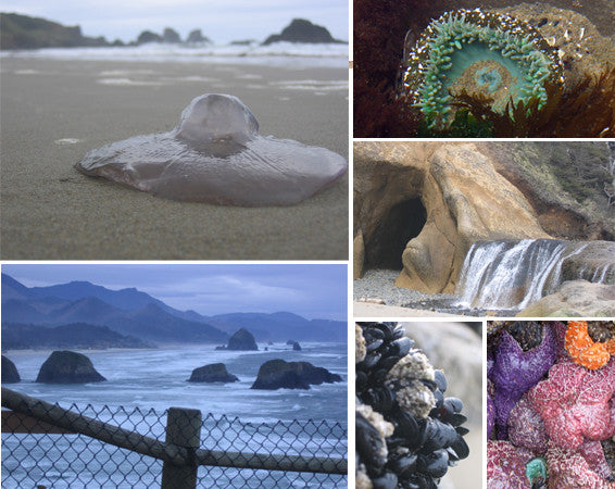 creatures by land and sea